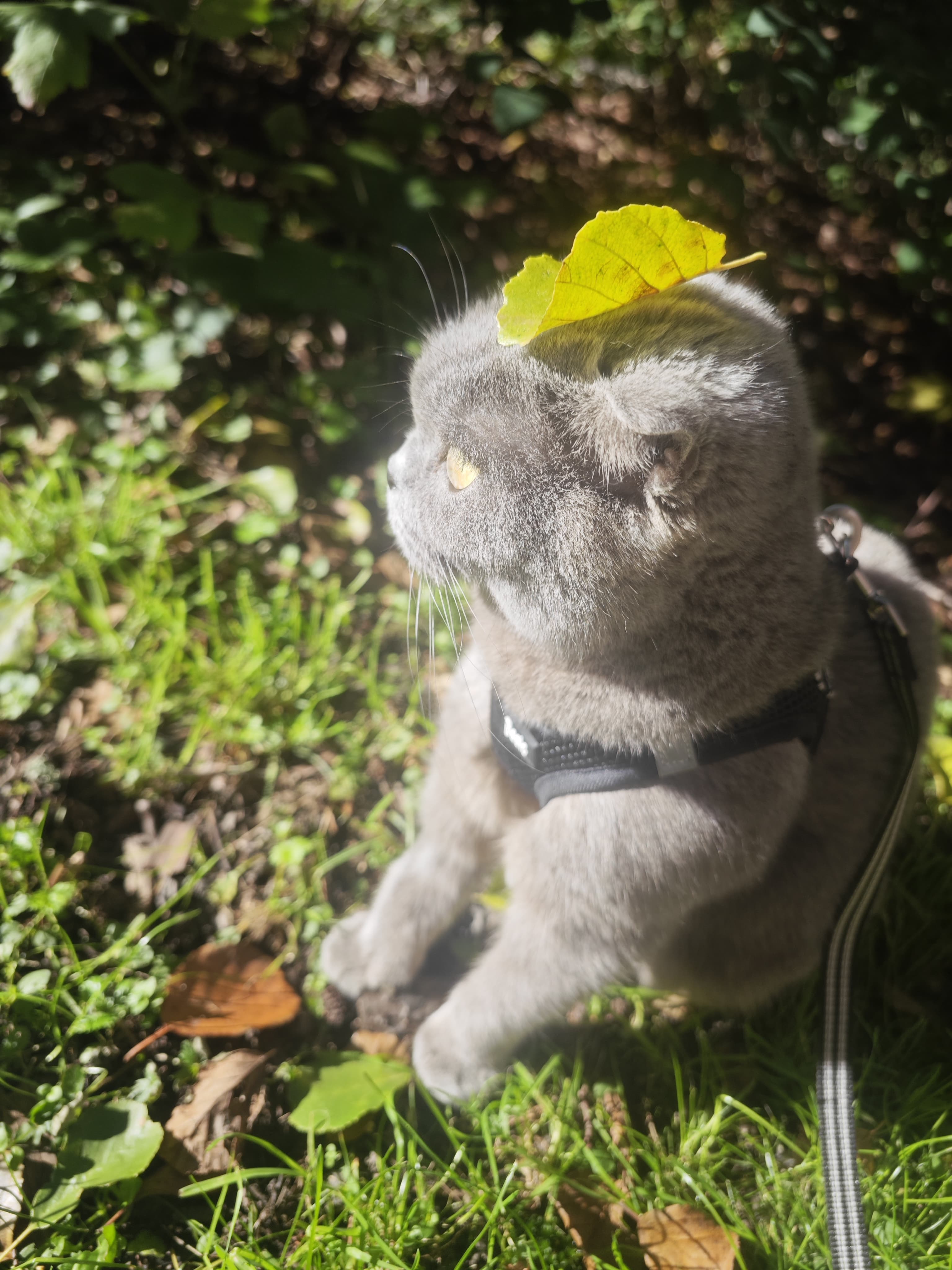 Hanging around with a leaf on her head