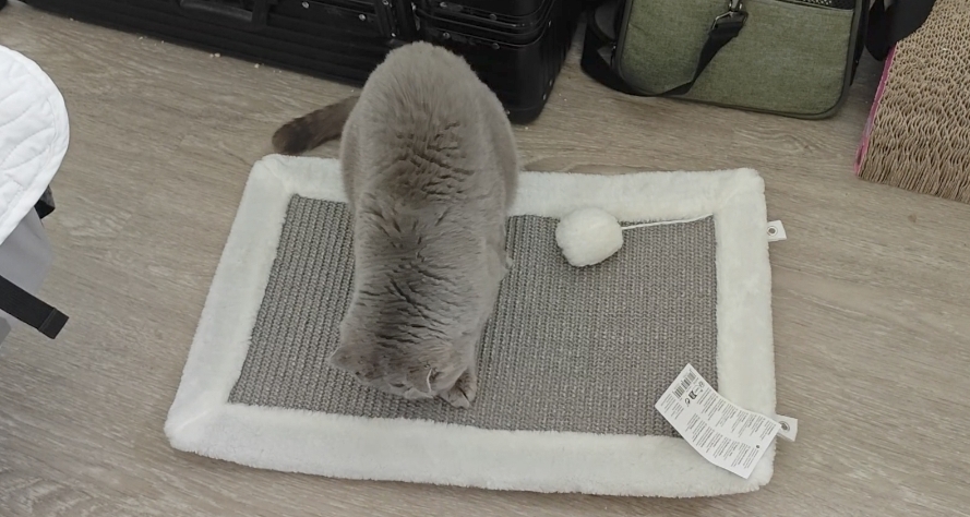 New scratch mat toy!